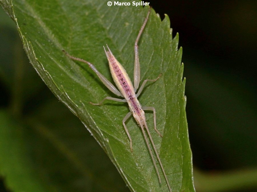 Oecanthidae: Oecanthus pellucens, stadio giovanile